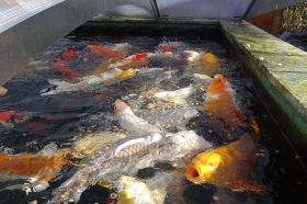 FlexiRoof-Koi-Ueberdachung-Allgaeu-03.jpg